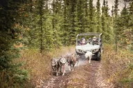 Fairbanks Fall Foliage Mushing Cart Ride thumbnail 6