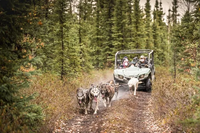 Fairbanks Fall Foliage Mushing Cart Ride - Image 6
