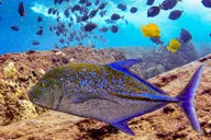 Kihei Molokini Crater and Turtle Town Snorkeling thumbnail 4