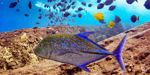 Kihei Molokini Crater and Turtle Town Snorkeling - Image 4