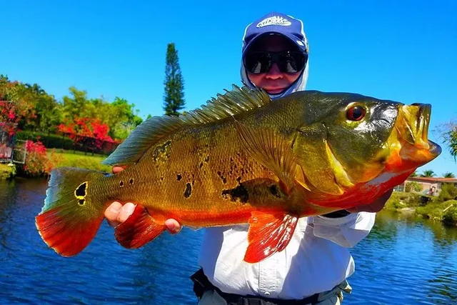 Miami Peacock Bass Fishing Trip - Image 1