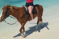Grand Turk Horseback Riding Experience thumbnail 1