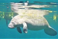 Crystal River Manatee Snorkel Tour with Guide thumbnail 5