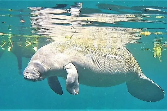 Crystal River Manatee Snorkel Tour with Guide - Image 5