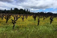 Sonoma Wine Tour thumbnail 2