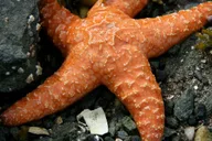 Ketchikan Snorkeling Adventure at Mountain Point thumbnail 6