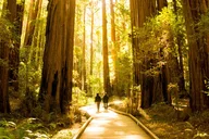 San Francisco Muir Woods and Sausalito Tour with Hop-On Hop-Off thumbnail 3