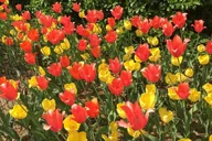 New York Central Park and Upper East Side Walking Tour thumbnail 3