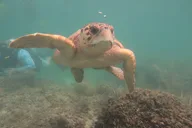 Key West SNUBA Experience thumbnail 1
