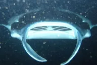 Kailua-Kona Manta Ray Night Snorkel Tour 1 hr thumbnail 4