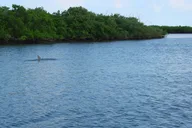 Indian River Lagoon Dolphin Boat Tour thumbnail 6