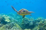 Kihei Molokini Snorkel and Sea Caves Tour 5.5 hr thumbnail 6