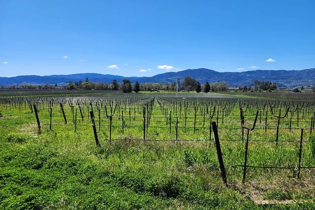 Sonoma and Napa Champagne Wine Tour Half Day - Image 2