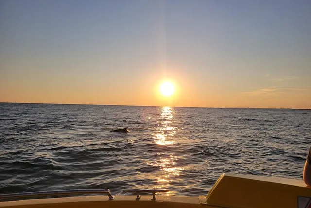 Destin Dolphin and Sunset Tour on Hydro Rocket 1 hr - Image 2