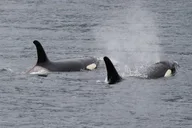 Ketchikan Sightseeing & Wildlife Boat Tour thumbnail 3
