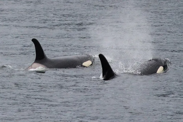 Ketchikan Sightseeing & Wildlife Boat Tour - Image 3
