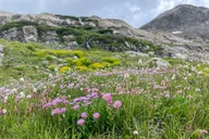 Georgetown Guanella Pass Private Adventure Tour thumbnail 5