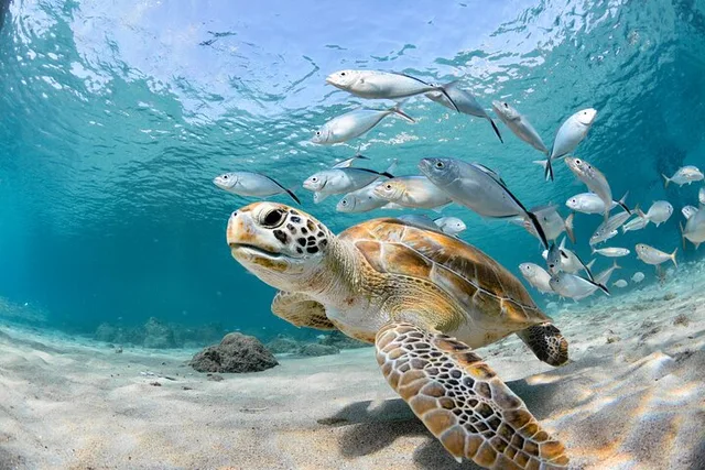 Key Largo Snorkel Tour to Coral Reefs - Image 1