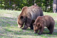 Gardiner Yellowstone National Park Tour thumbnail 4