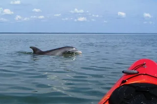 Charleston Kayak Tour with Dolphins in Shem Creek