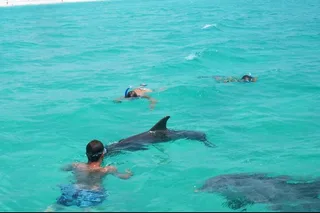 Florida Swim with Dolphins and Snorkeling Tour
