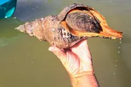 Marco Island Kayak Mangrove Ecotour in Rookery Bay thumbnail 4