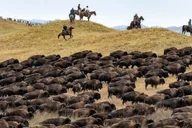Rapid City Custer State Park Buffalo Roundup Tour thumbnail 3