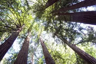 San Francisco Muir Woods and Sausalito Guided Tour thumbnail 3
