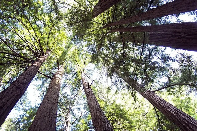 San Francisco Muir Woods and Sausalito Guided Tour - Image 3