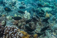 Maui Lanai Snorkel and Dolphin Watch 5 hr thumbnail 4