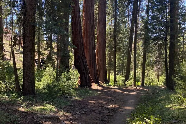 Kings Canyon National Park Day Tour - Image 1