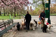 New York Central Park Virtual Tour thumbnail 2