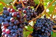 Atlanta Wine Country Tour thumbnail 1
