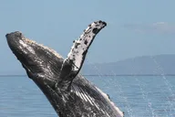 Ma'alaea Harbor Whale Watch Cruise thumbnail 5