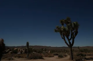 Los Angeles Joshua Tree National Park Adventure