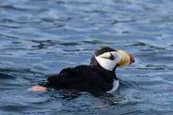 Kenai Fjords Whale Watching and Fishing Tour thumbnail 5