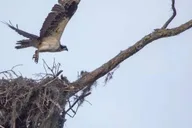 New Orleans Swamp Eco Tour with Local Guide 2 hr thumbnail 6