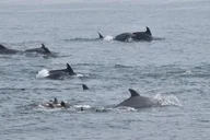 Cape May Dolphin and Bird Watching Cruise 2 hr thumbnail 5