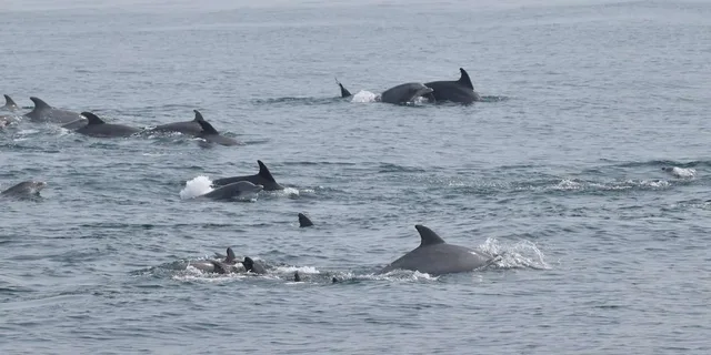 Cape May Dolphin and Bird Watching Cruise 2 hr - Image 5