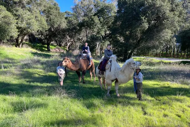 Los Angeles Camel Trek and Ranch Experience - Image 4