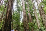 San Francisco Muir Woods and Sausalito Tour thumbnail 2