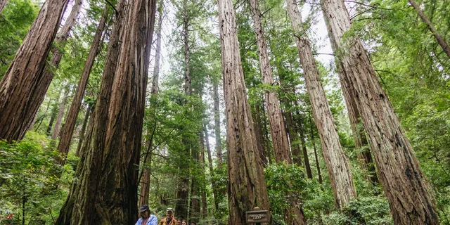 San Francisco Muir Woods and Sausalito Tour - Image 2