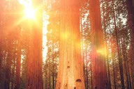 San Francisco Alcatraz Night Tour and Muir Woods thumbnail 2