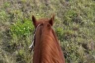 Miami Horseback Riding Tour thumbnail 3