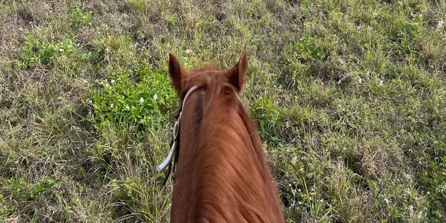 Miami Horseback Riding Tour - Image 3