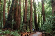 San Francisco Muir Woods and Golden Gate Bridge Tour thumbnail 3