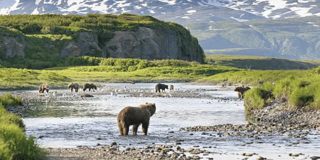 Hoonah Bear Island Shore Excursion - Image 4
