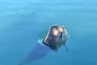 Kailua-Kona Whale Watching Tour thumbnail 6