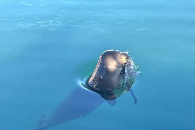 Kailua-Kona Whale Watching Tour - Image 6