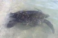 Oahu Island Tour thumbnail 5